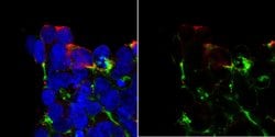 Cas9, Rabbit anti-Bacteria, Polyclonal, Millipore Sigma 25&mu;g; Unconjugated:Antibodies,